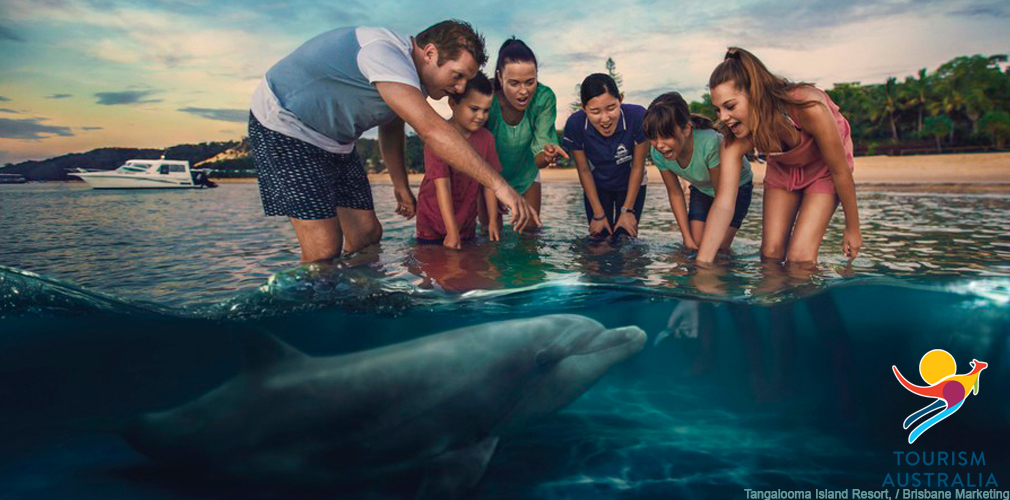 Wild Dolphin Feeding at Tangalooma Island Resort, Moreton Island, QLD Brisbane Marketing