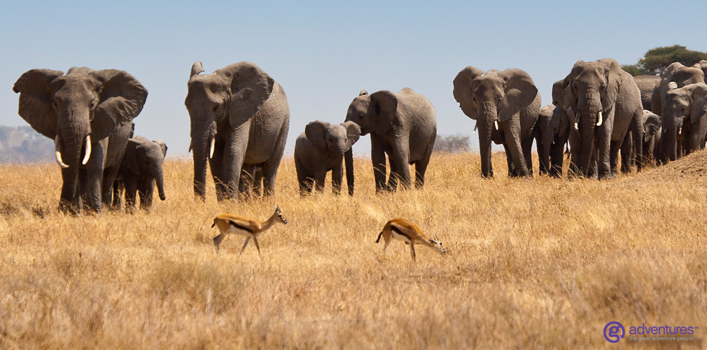 Tanzania Serengeti Elephant Herd